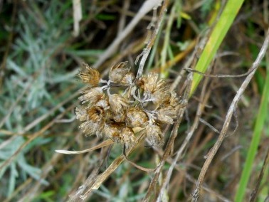 Helicrhysum italicum subsp. italicum / Perpetuini d''Italia